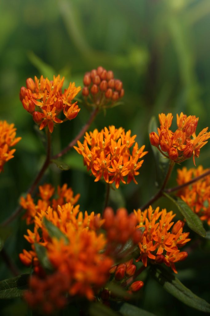 A closeup of orange flowers with a field of green in the background