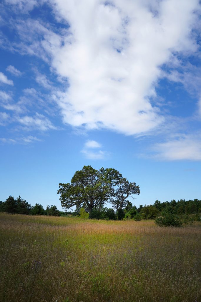 A big tree in the distance, with a blue cloudy sky above 