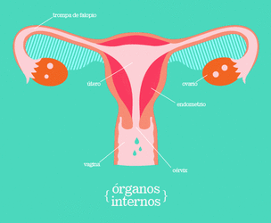 A secção transversal dos órgãos genitais femininos internos a mostrar os ovários, as trompas de falópio, o útero, a vagina e o endométrio