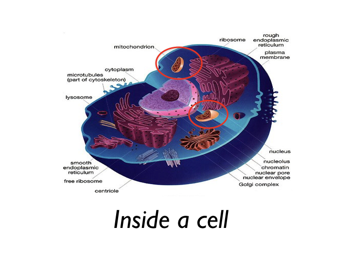 Cell diagram highlighting the location of the mitochondria