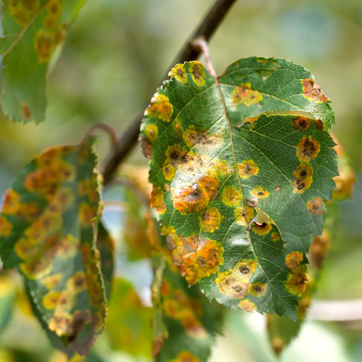 crab apple fruit tree rust