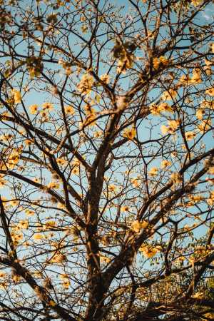 A tree without leaves but lost of yellow flowers