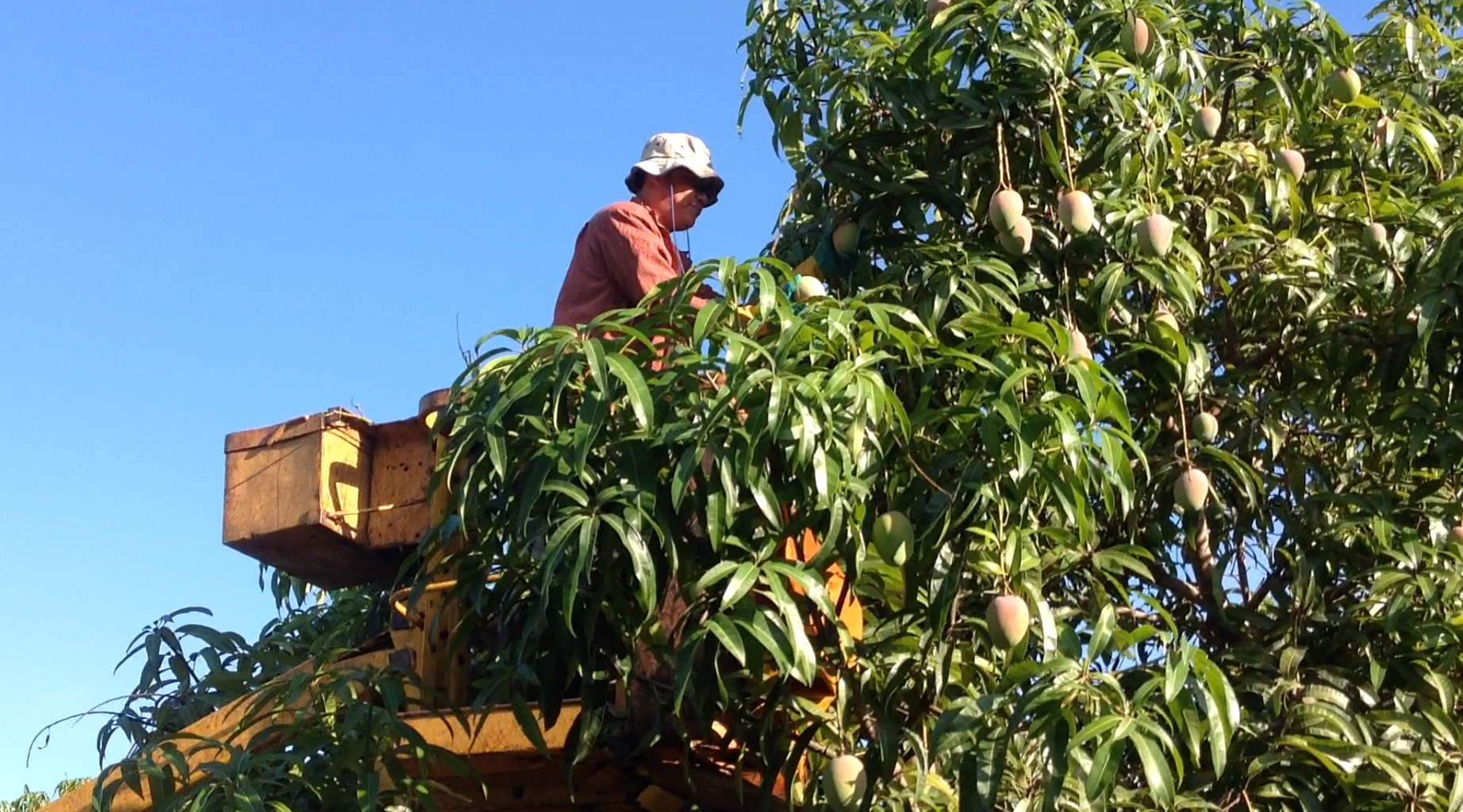 Mangoes - man in tree