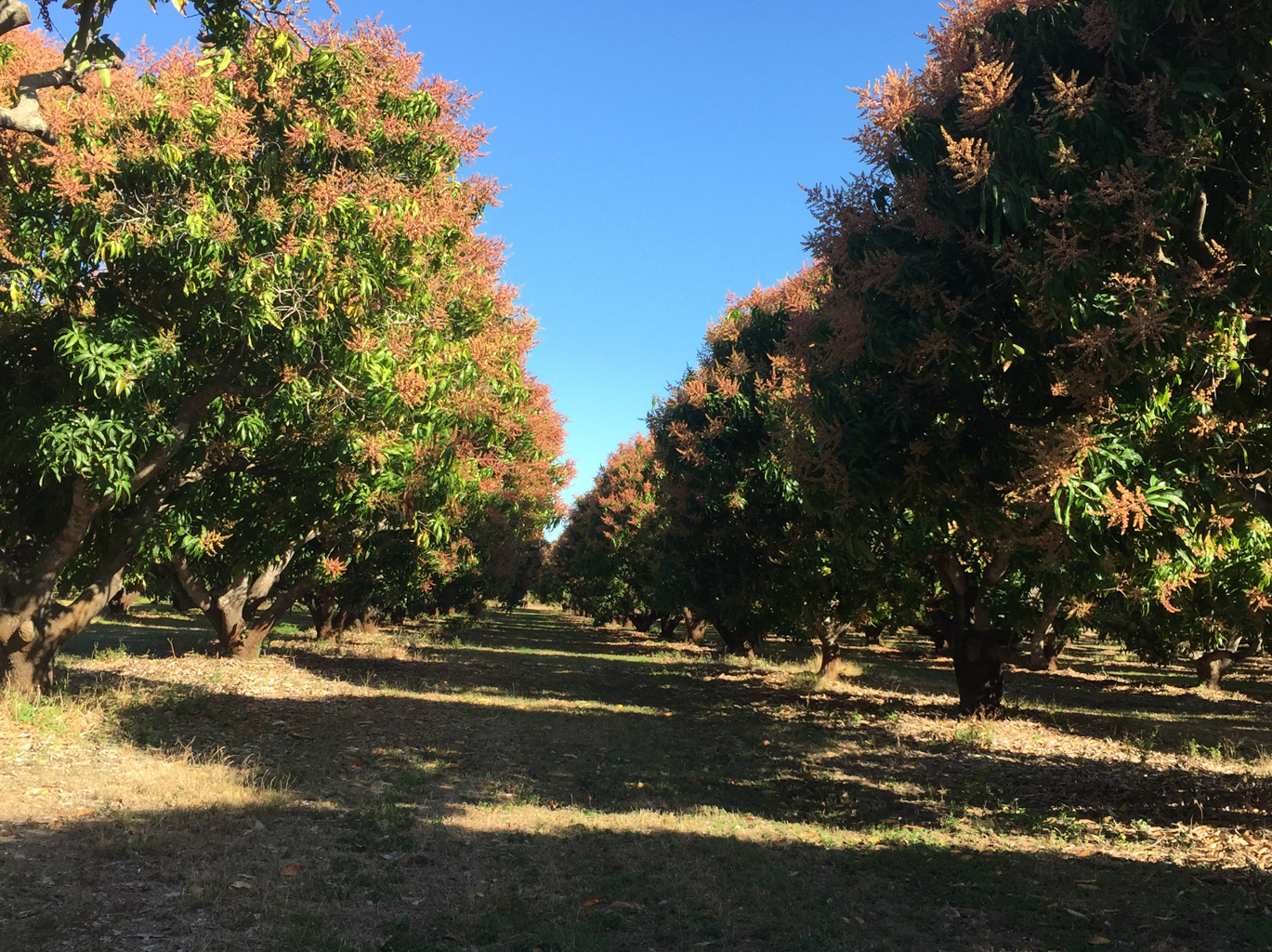 Mangoes - Trees on farm
