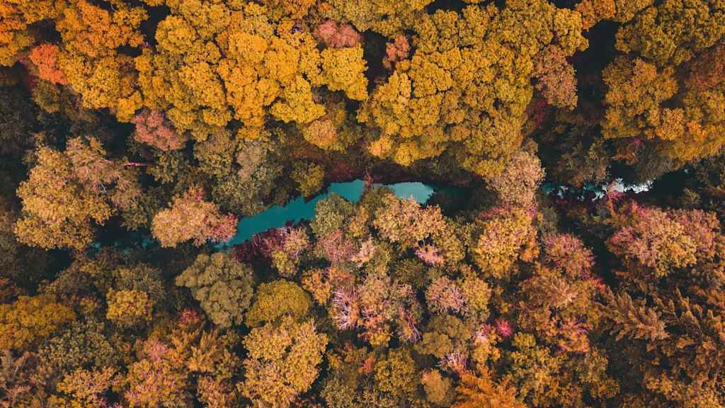 Drone shot of forest in autumn colours