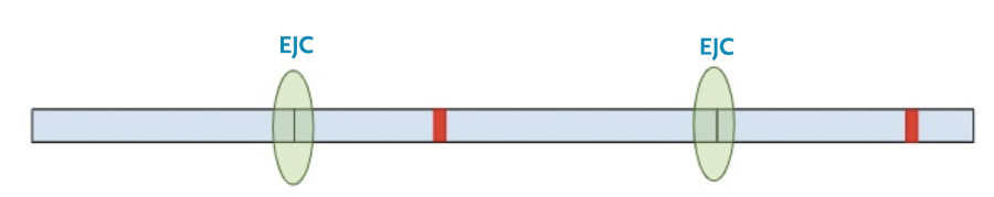 Termination Codons 06