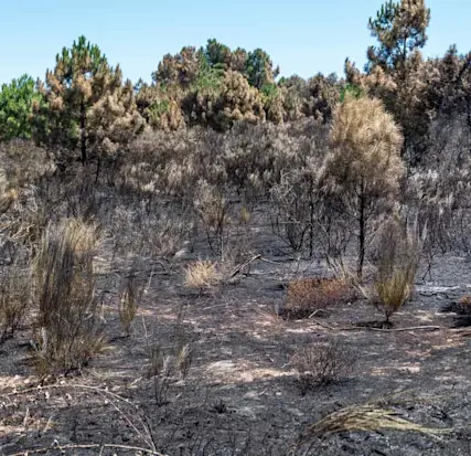 Área ardida depois de um incêndio florestal.