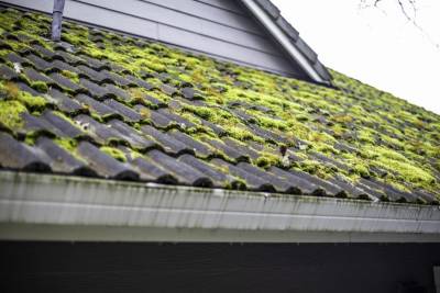 The Ultimate Guide to Moss Removal: Tips for a Cleaner Exterior