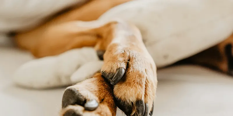ruby-schmank-rPC4QnaPqQ0-unsplash