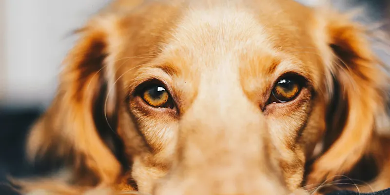 ryan-walton-uKtvYMGe8ls-unsplash