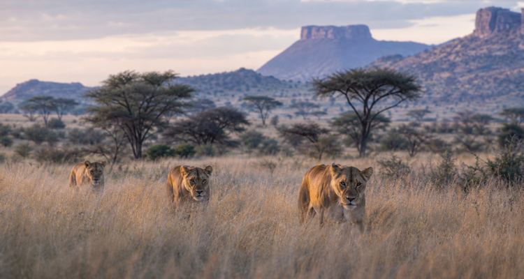 Lionesses in the savanna