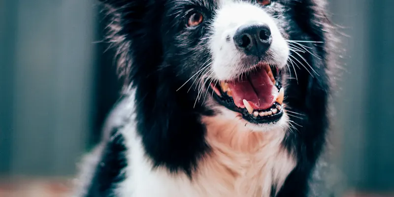 baptist-standaert-mx0DEnfYxic-unsplash