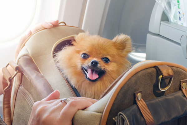 Travel with Pets