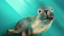 Australian Sea Lion