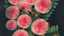 Pink Flowers