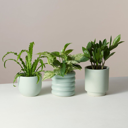 the-sill monthly-plant-subscription-box beginners