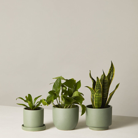 The Sill Low Light Plants