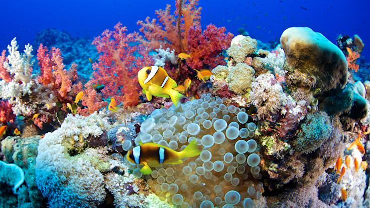 Biodiversity