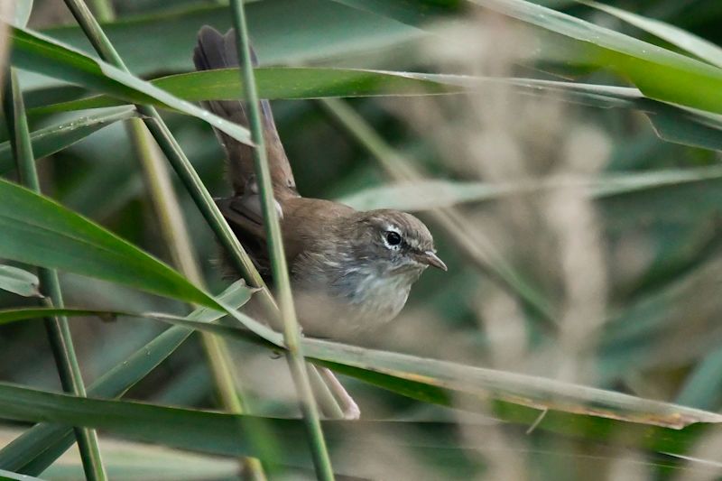 Cetti's Warbler
