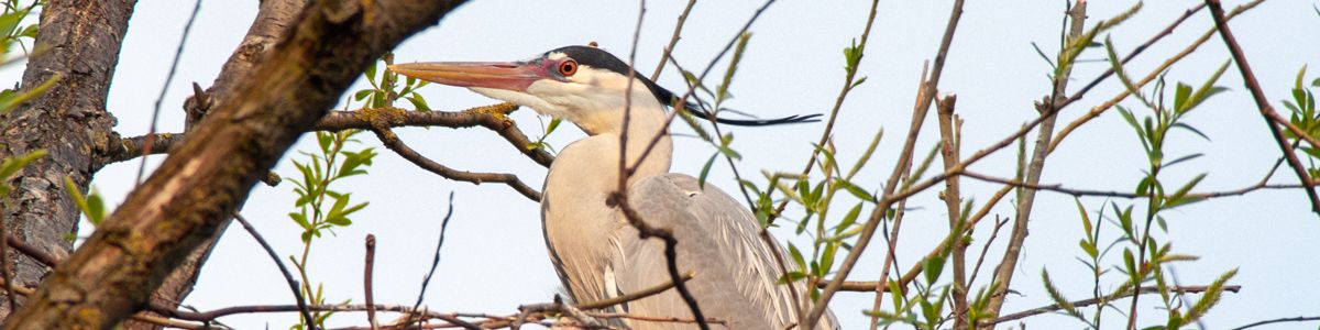A Heron