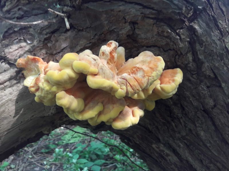 Chicken of the woods
