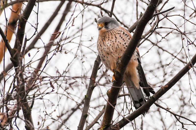 Eurasian Kestrel