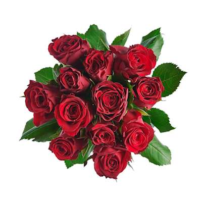 Dozen Red Roses Dozen Red Roses