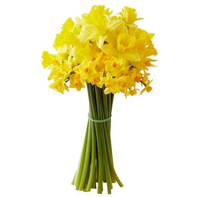 Co-op Daffodils Co-op Daffodils