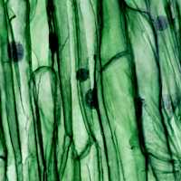 Macro texture