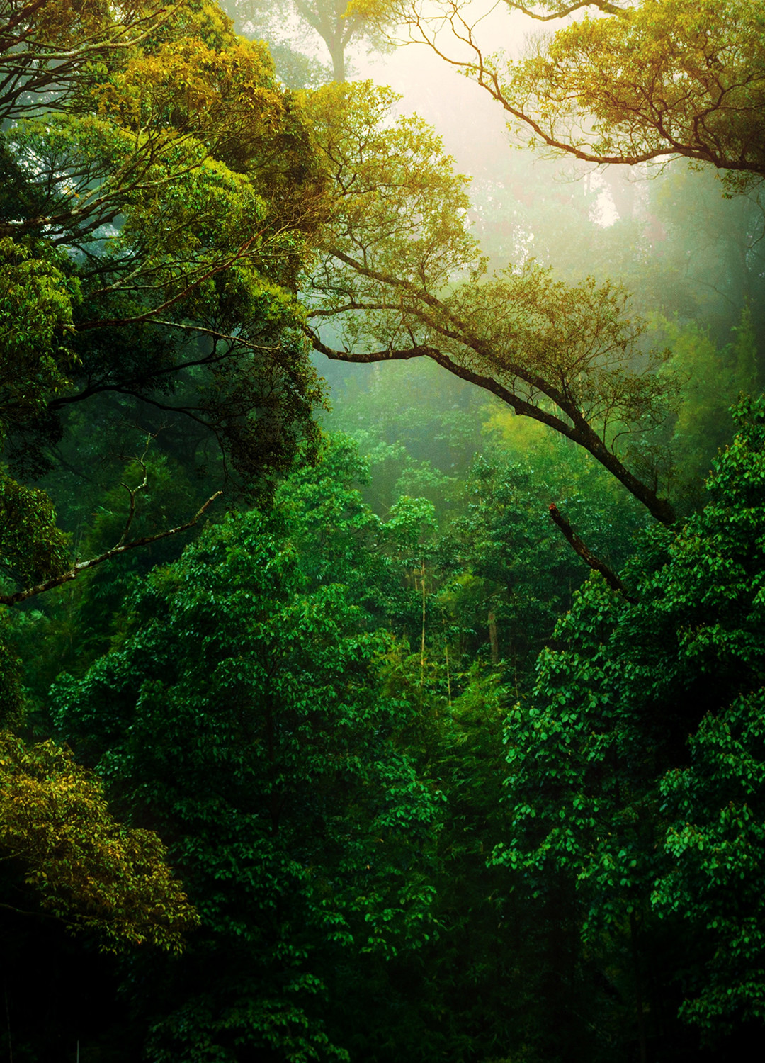 Image - Narrow - djungel