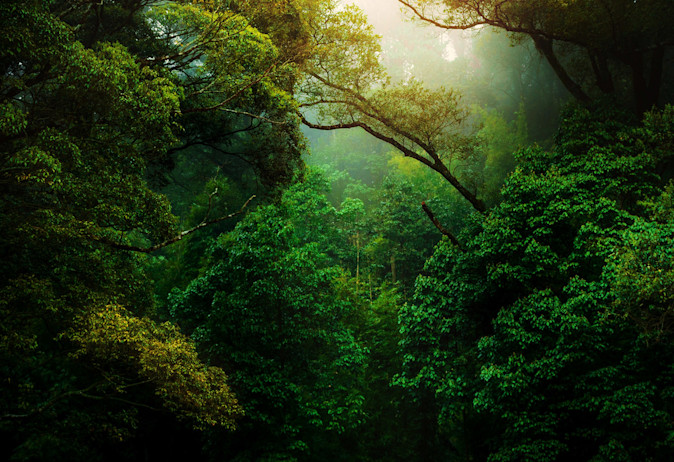 Image - Wide - djungel