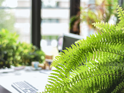 greenery in an officeplace