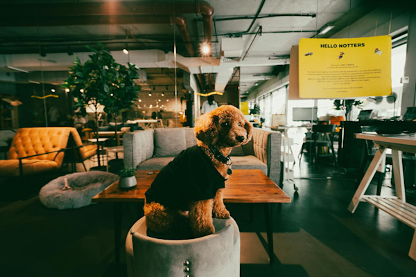 pet-friendly office design with modern office furniture