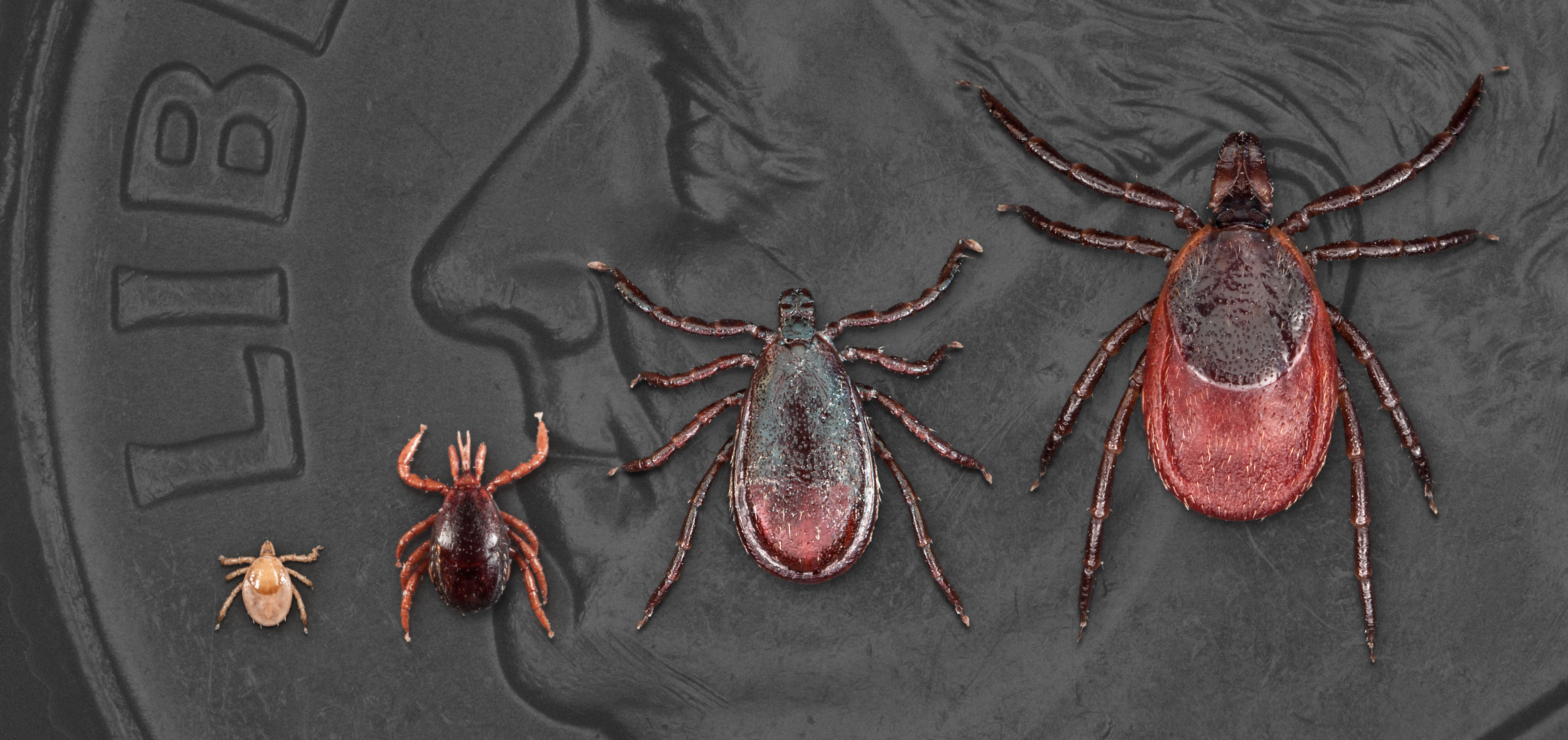 This image shows the variety of shapes and sizes ticks can have. 