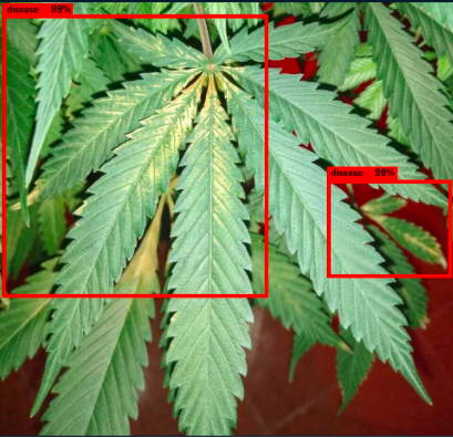 featured-media-que-puedo-hacer-con-la-inteligencia-artificial-si-soy-cultivador-de-cannabis