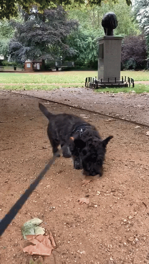 Walking the dog