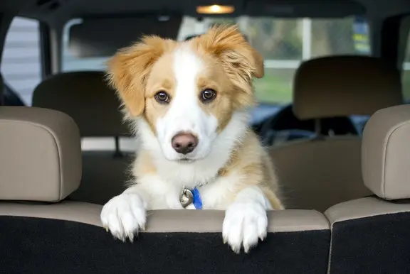 Dog looking over the back seat of a car