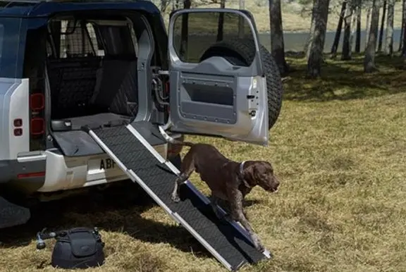 Dog walking down ramp from boot