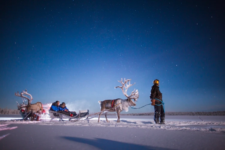Reindeer sledding at Harriniva