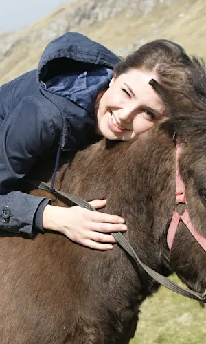 Faroe Islands Horse