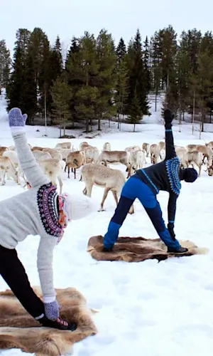 Reindeer Yoga at Kujala Reindeer Farm