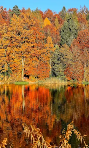 Autumn Tour