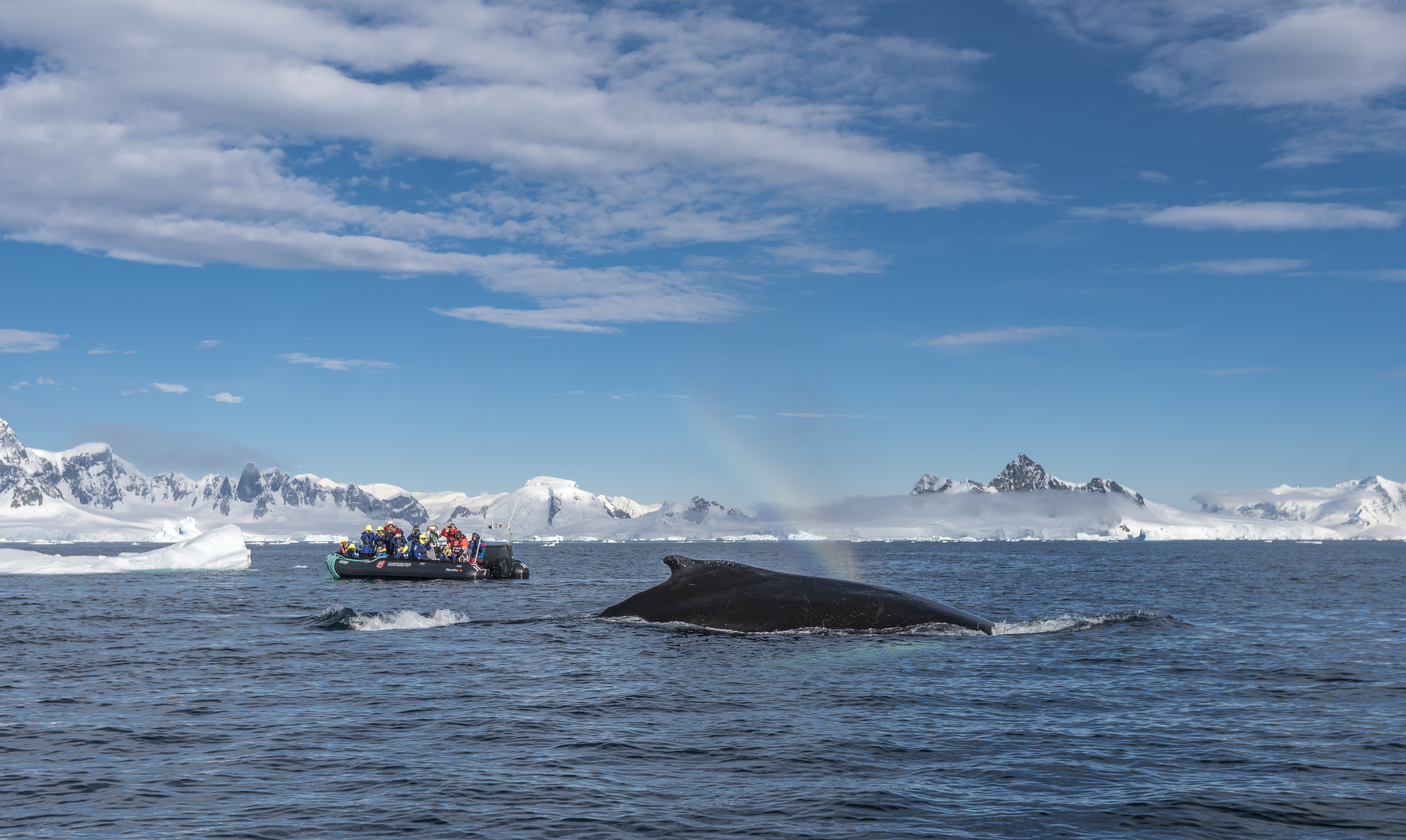 Humpback Whale – Wilhelmina Bay, Antarctica Hurtigruten