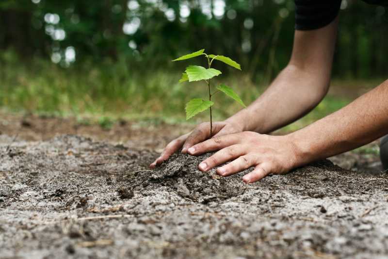 Can Planting a Million Trees Help in Reducing Global Warming?