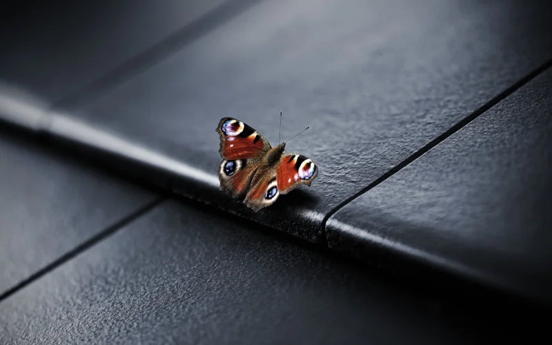 Dachpfannen von Braas in schwarz mit einem Schmetterling darauf sitzend