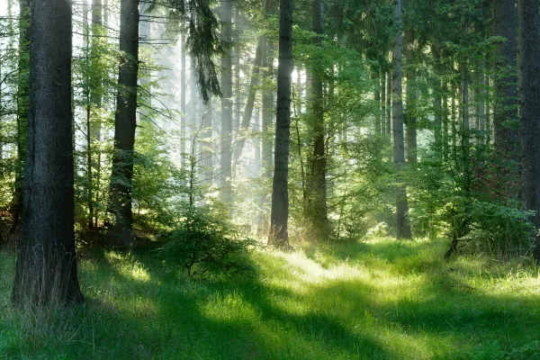 ein grüner Laubwald