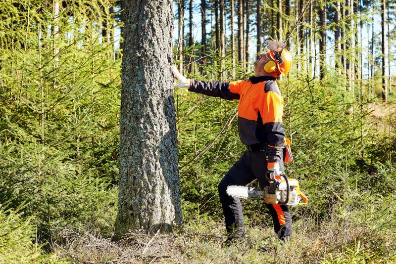Ein Mann in Schutzkleidung und Motorsäge stützt sich nach oben blickend in einem dichten Wald in der Sonne an einer Hand von einem Baum ab.