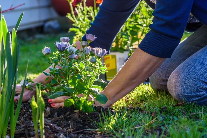 Blumen werden in ein Beet gepflanzt