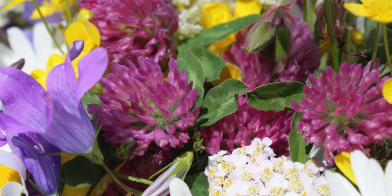 Viele verschiedene verblütete Blumen