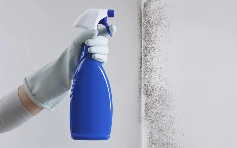 Eine Sprühflasche wird auf eine Wand mit Schimmelbefall gerichtet.
